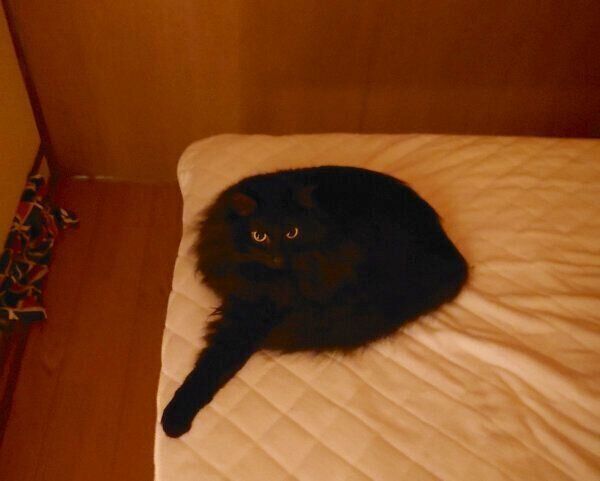 フシギな体勢でくつろぐ、つきみちゃん