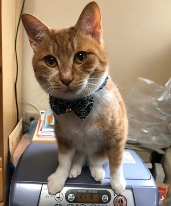 見つめるちくわちゃん