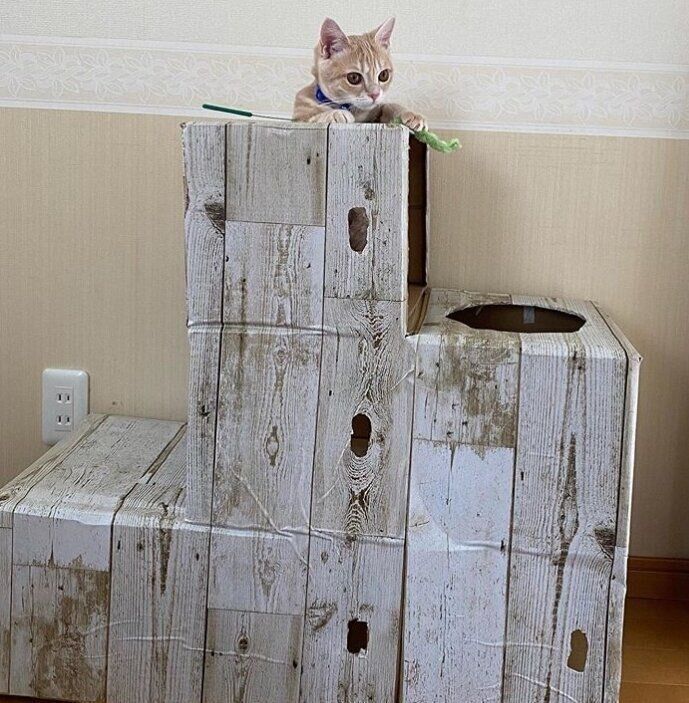段ボールキャットタワーとマンチカン