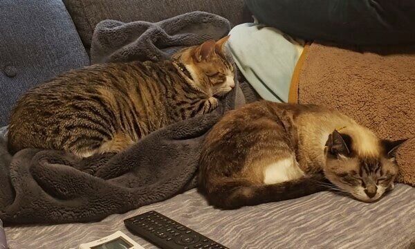 ソファを独占するちびくんとここちゃん