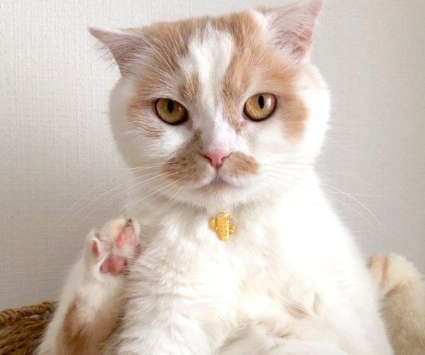 見つめるホイちゃん