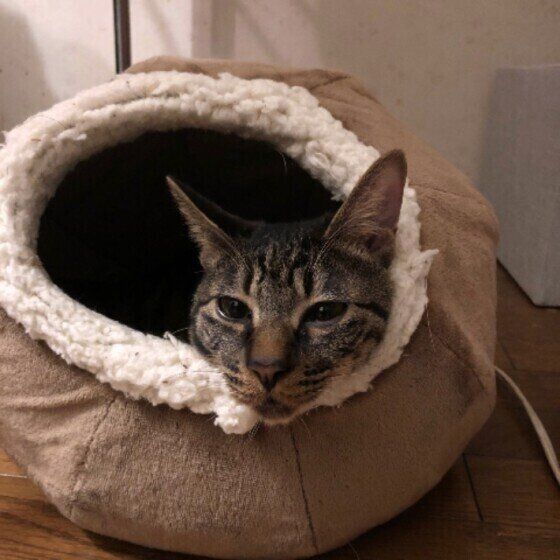 まったりするキジトラ