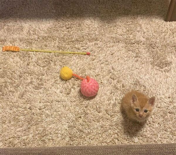 見つめるわさびちゃん