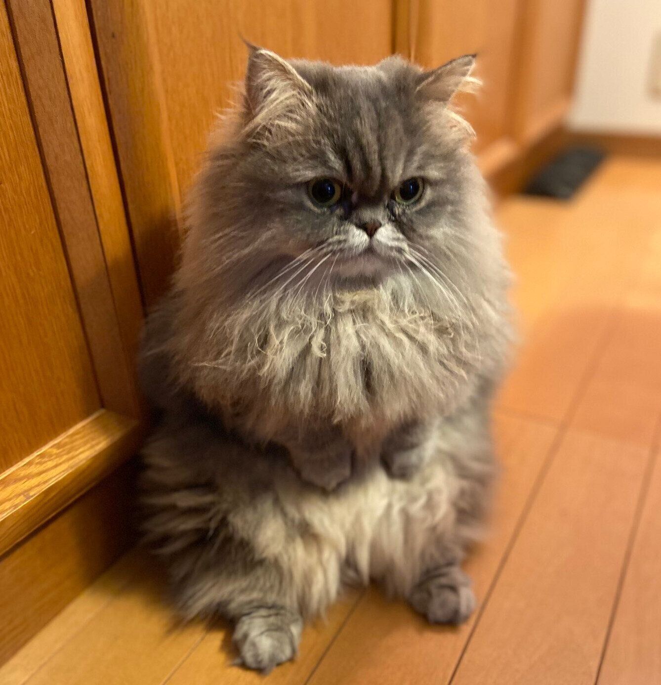 2本足で立つゆずちゃん