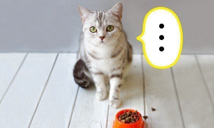 今泉先生の猫のふしぎ