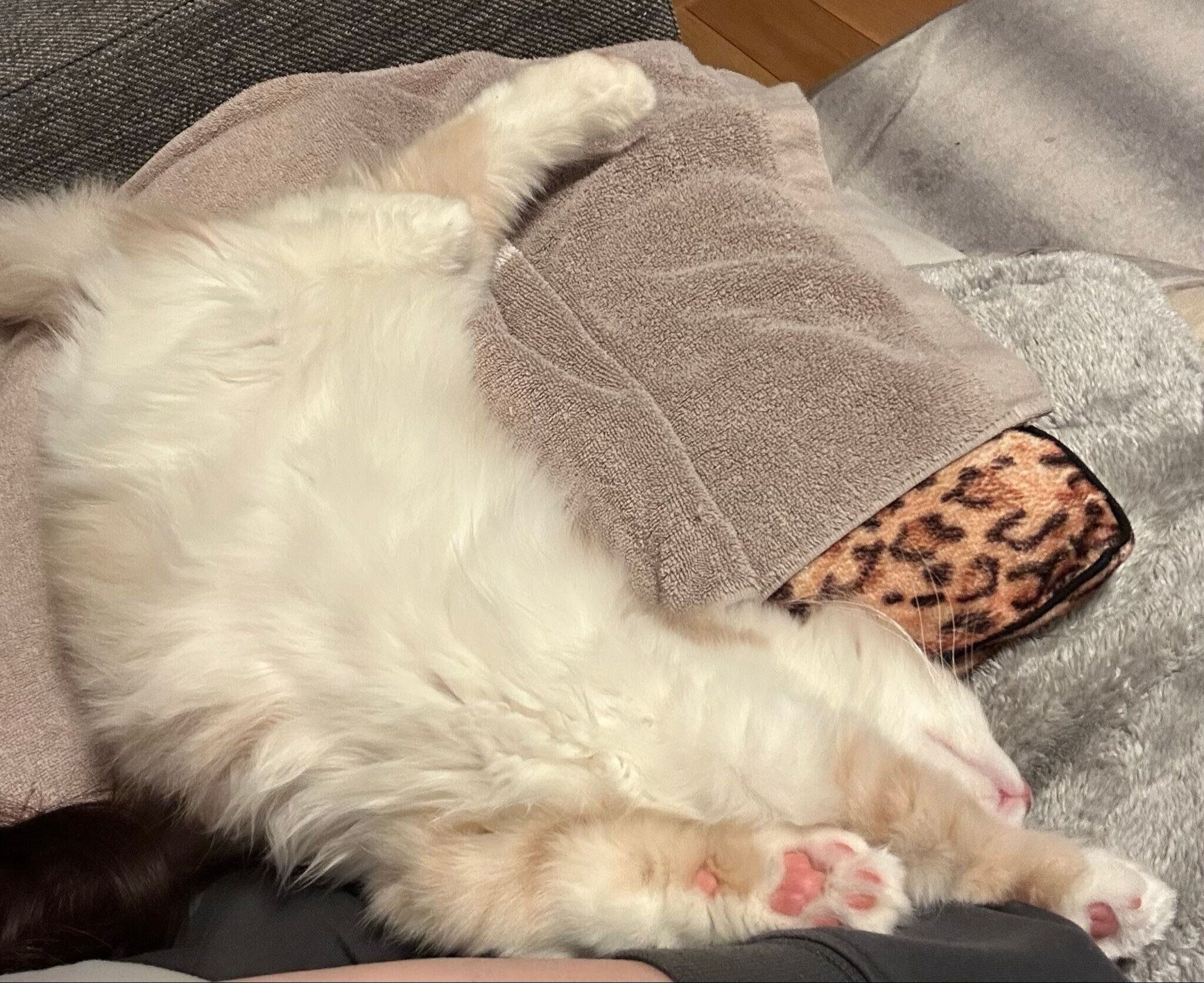 お迎え3日目の初“ヘソ天”の様子