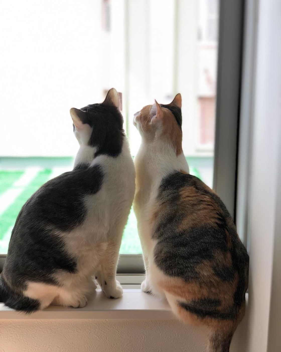 インスタから厳選 超可愛い猫の後ろ姿画像 動画で癒されて ねこのきもちweb Magazine インスタから厳選 超可愛い猫の後ろ姿画像 動画で癒されて ねこのきもちweb Magazine
