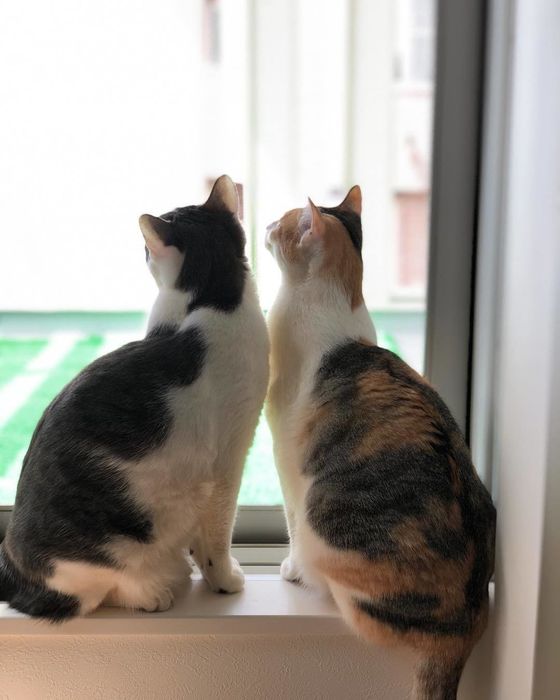 猫 後ろ姿 かわいい: 猫 後ろ姿 画像 | 看板猫のいるお店で猫飲み 2 – VPWQY