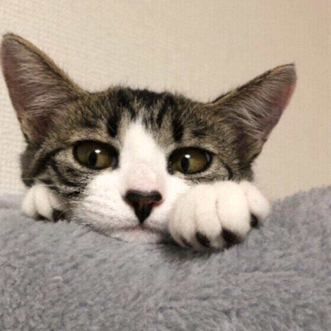 甘えん坊な猫へのng対応 かまいすぎ はストレスになる可能性もあり要注意 ねこのきもちweb Magazine