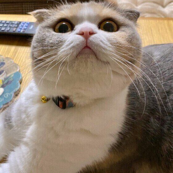 スコティッシュフォールドのタマ子ちゃん