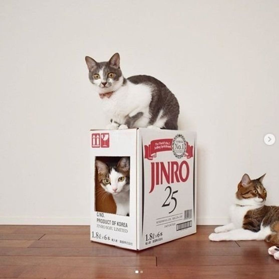 みんな作ってる 段ボール箱を使った手作りハウスに箱好き猫も大満足 ねこのきもちweb Magazine みんな作ってる 段ボール箱を使った手作りハウスに箱好き猫も大満足 ねこのきもちweb Magazine
