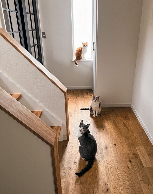 玄関ホールに集まる猫