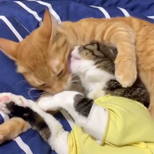 アログルーミングをする猫