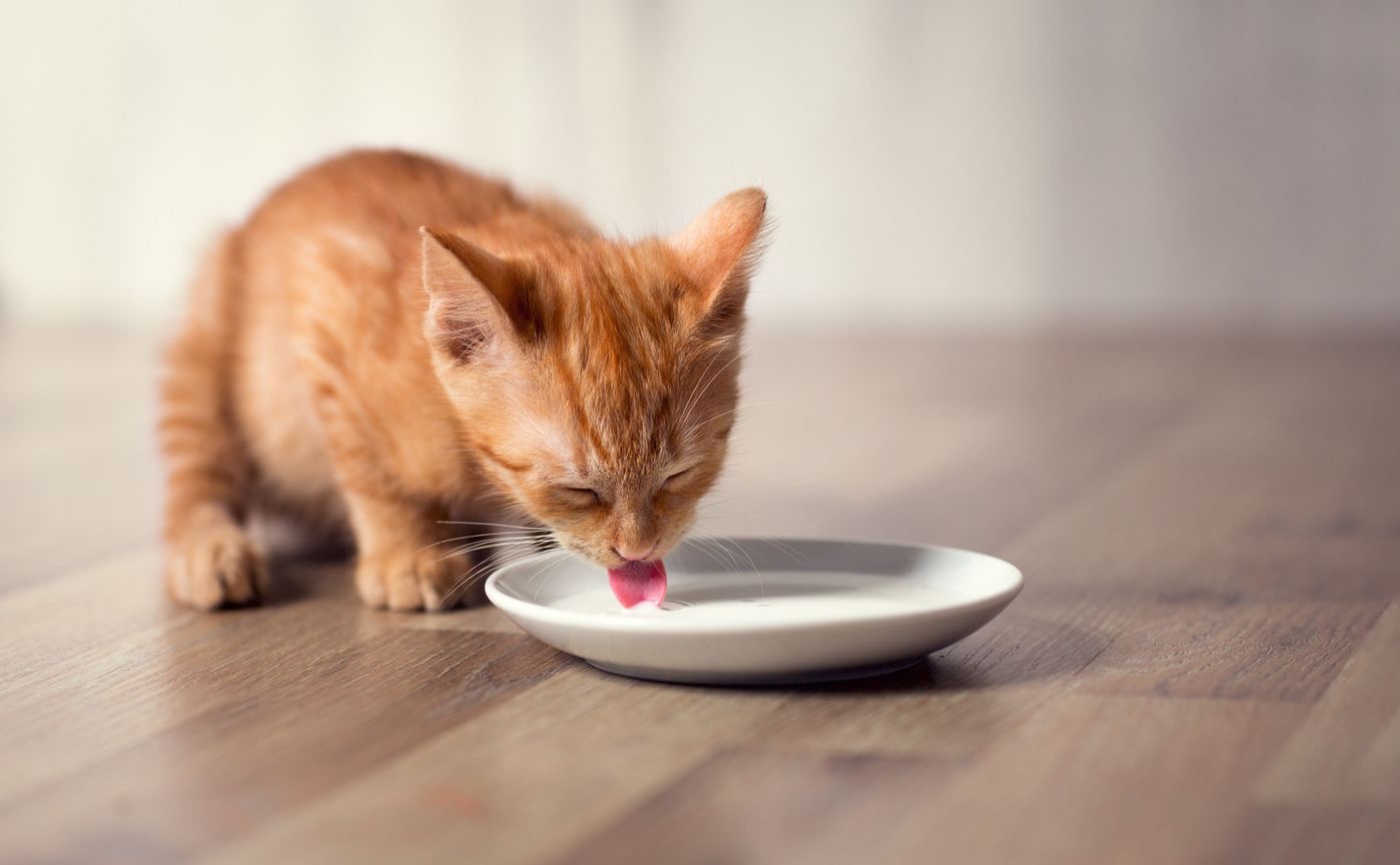 子猫の離乳食はいつから 獣医師が教える離乳食の方法 手順 ねこのきもちweb Magazine 子猫の離乳食はいつから 獣医師が教える離乳食の方法 手順 ねこのきもちweb Magazine