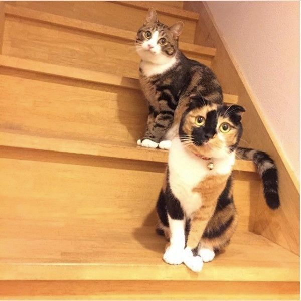 虫退治ニャンズ