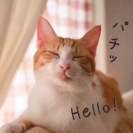 「ねこのきもち」2018年9月号