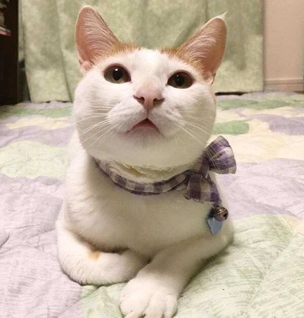 見つめるむぎくん