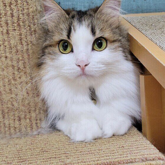 ミヌエットのルルちゃん