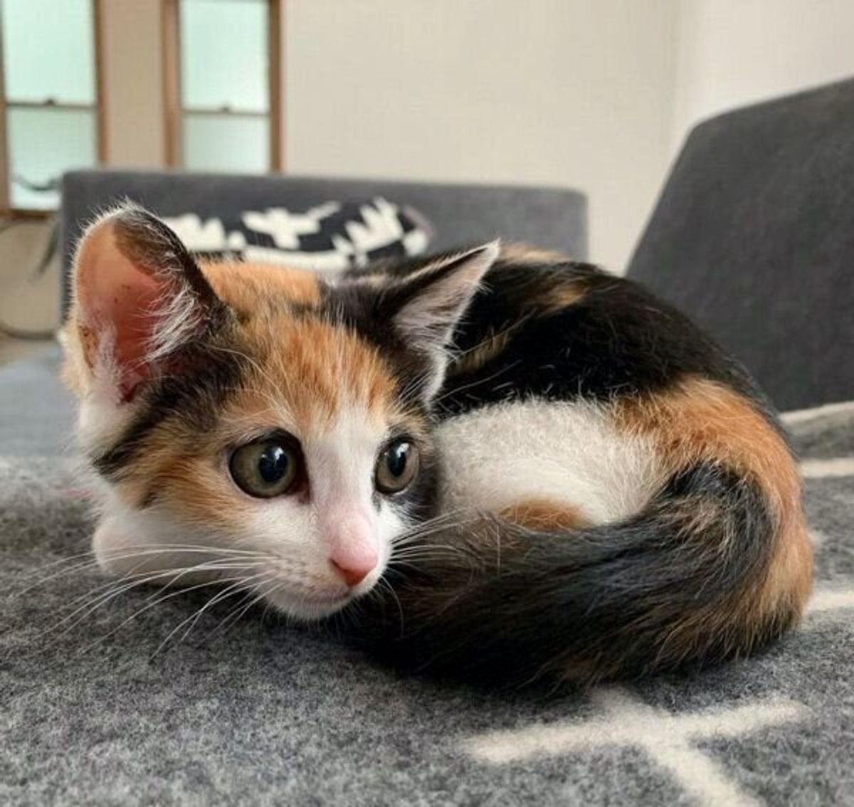 母猫とはぐれた三毛の子猫を保護 初めての育児や成長の様子を飼い主が語る ねこのきもちweb Magazine 母猫とはぐれた三毛の子猫を保護 初めての育児や成長の様子を飼い主が語る ねこのきもちweb Magazine