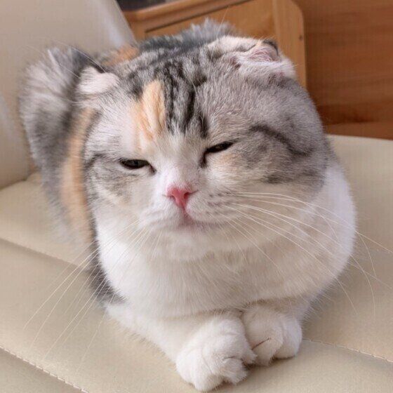 眠そうなスコティッシュフォールド