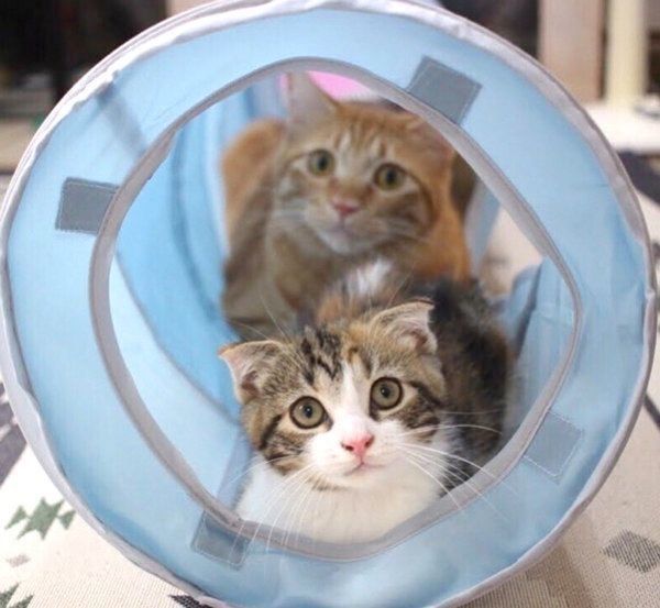 トンネルに入る茶トラとマンチカン