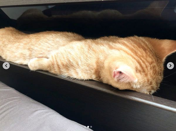 ふて寝するマンチカン