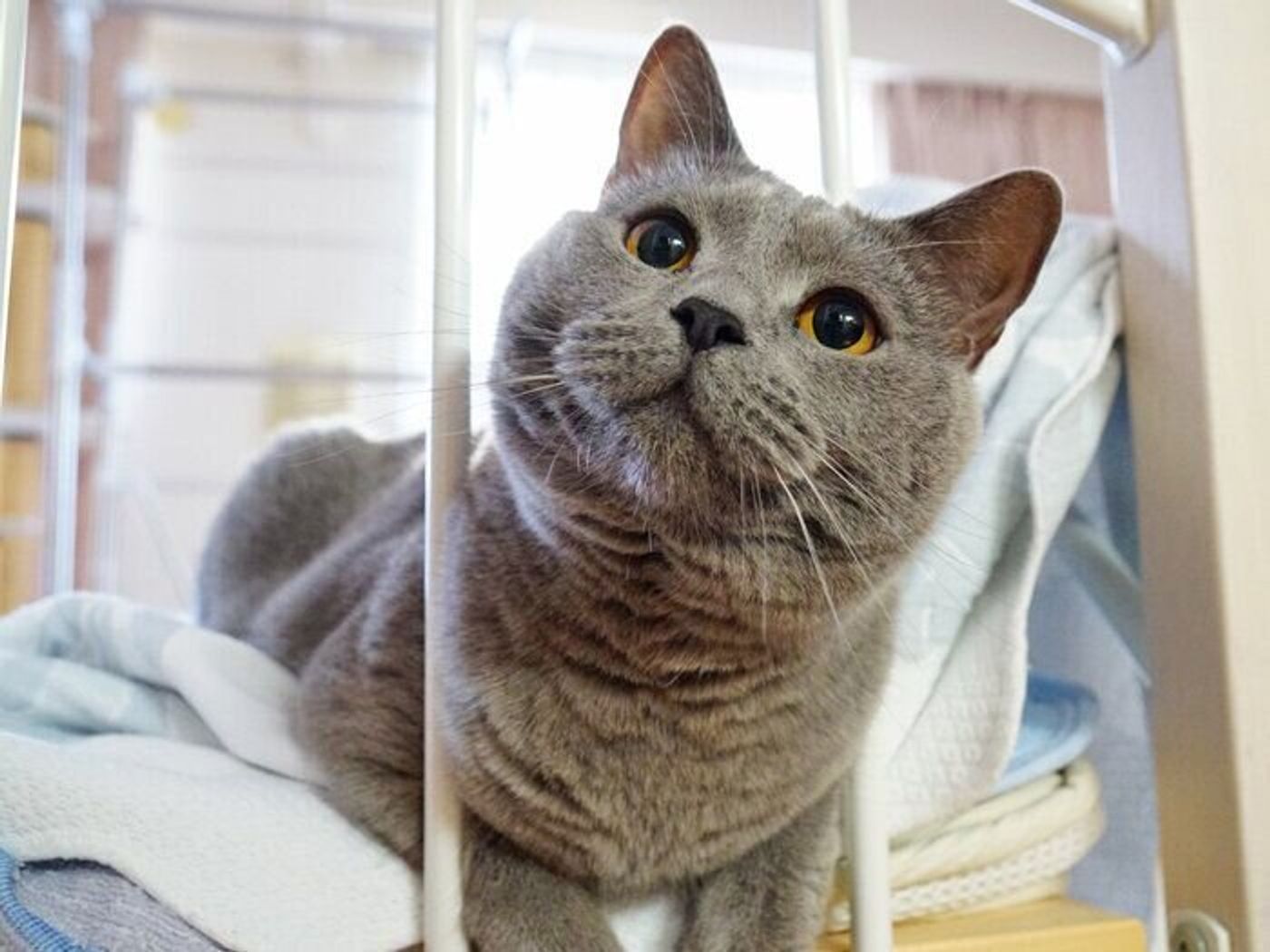 ふてくされるだけ それとも体調不良 見極めが肝心です 本日もねこ晴れなり Vol 361 ねこのきもちweb Magazine ふてくされるだけ それとも体調不良 見極めが肝心です 本日もねこ晴れなり Vol 361 ねこのきもちweb Magazine