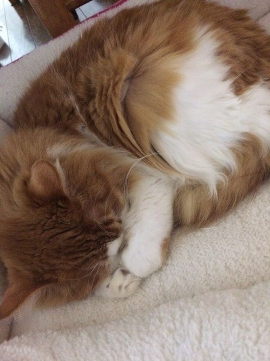 愛猫の免疫力を向上させよう 病気にならないための予防策とは ねこのきもちweb Magazine