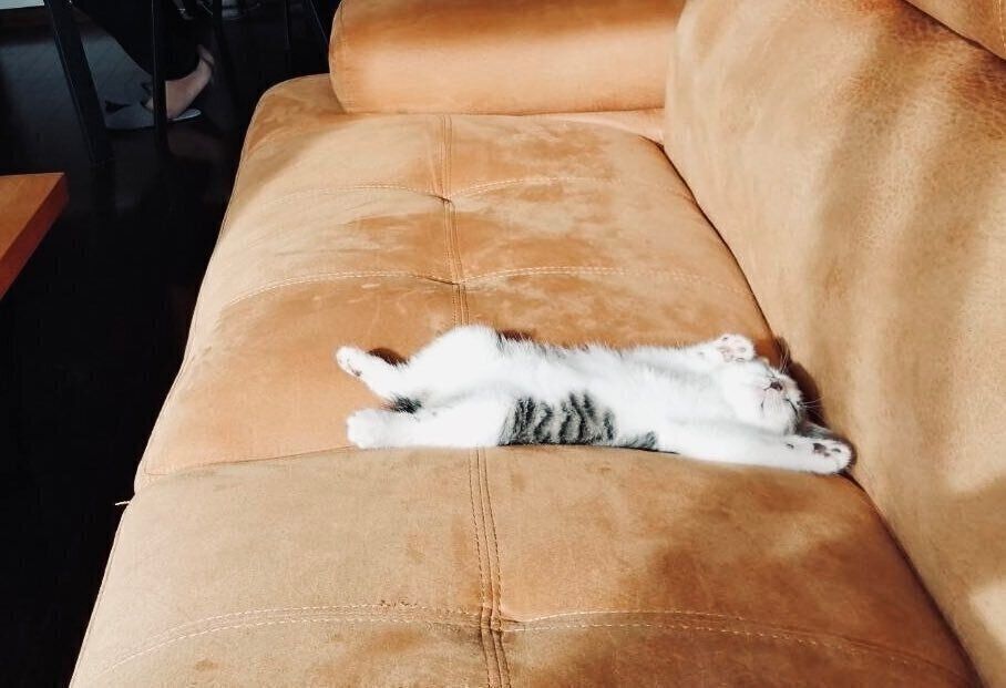 ソファの真ん中を陣取って無防備に寝転がるむぎちゃん