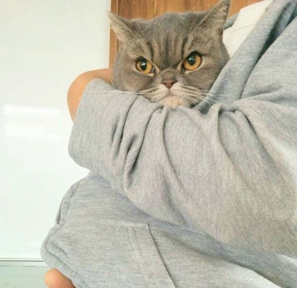 エキゾチックショートヘアのアドちゃん