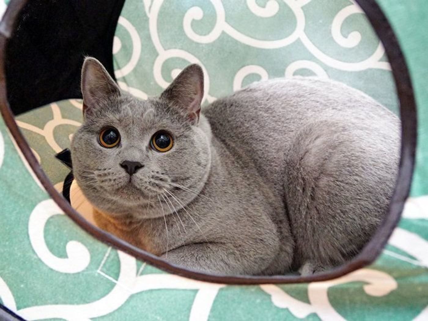 猫最上級の警戒ポーズ 作業員さん Vs 猫 本日もねこ晴れなり Vol 252 ねこのきもちweb Magazine 猫最上級の警戒ポーズ 作業員さん Vs 猫 本日もねこ晴れなり Vol 252 ねこのきもちweb Magazine