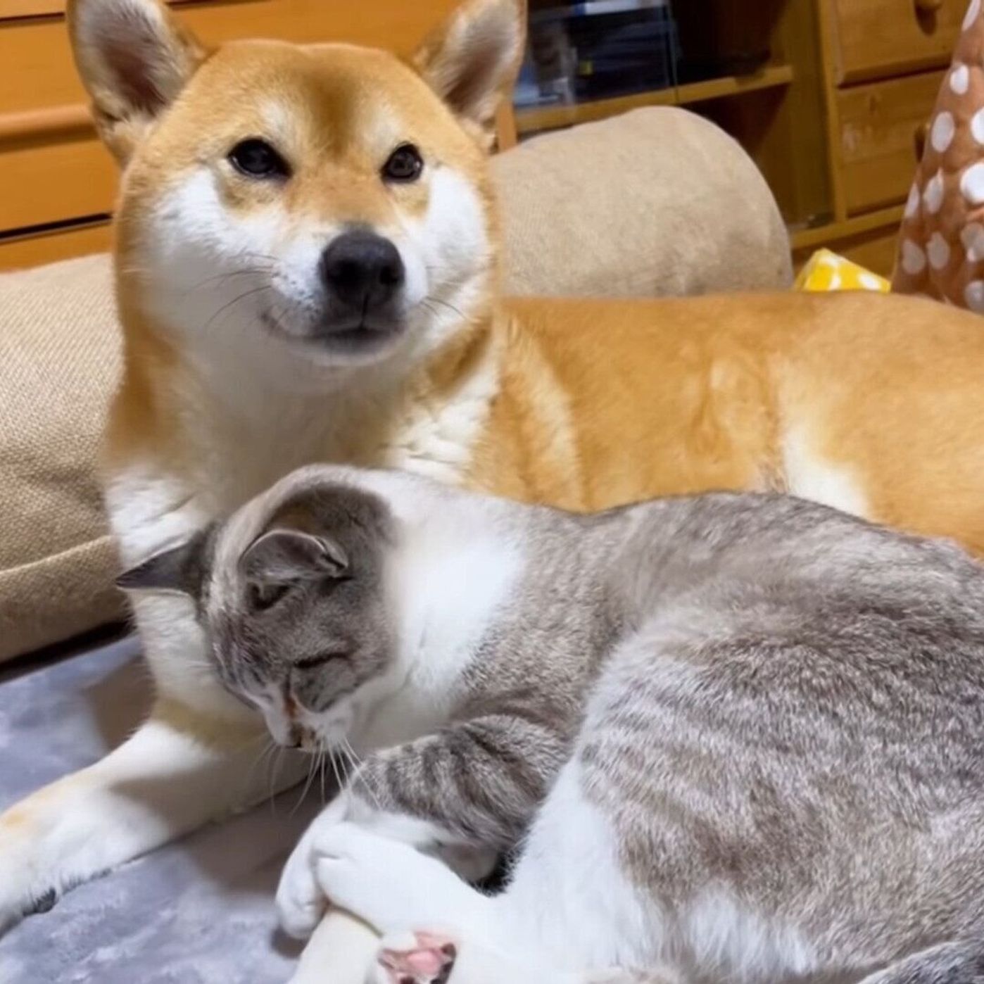 柴犬が大好きすぎる末っ子猫 少しでも動くと 行かないで とギュッとしちゃう ねこのきもちweb Magazine 柴犬が大好きすぎる末っ子猫 少しでも動くと 行かないで とギュッとしちゃう ねこのきもちweb Magazine