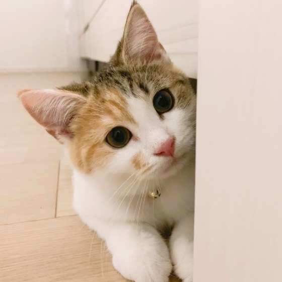 マンチカンもなかちゃん　ごはん