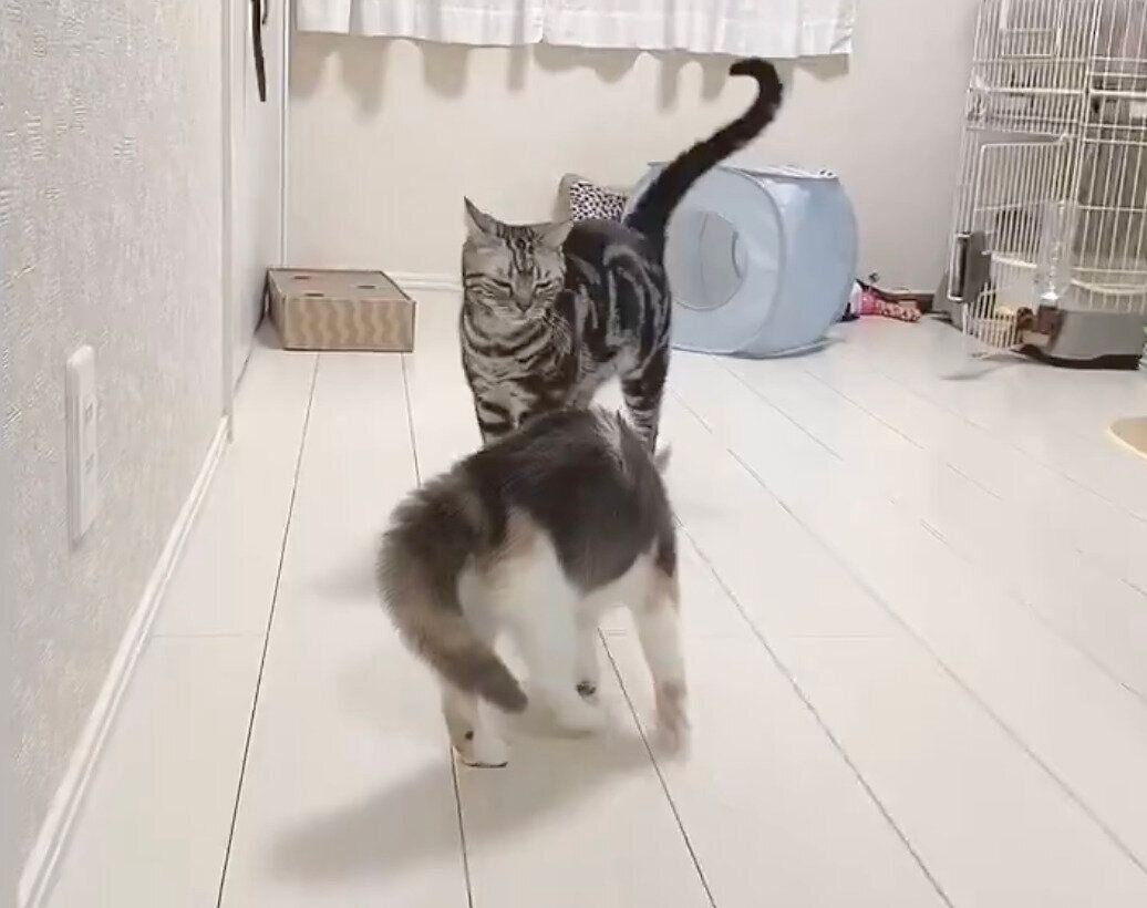 やんのかステップでりんくんに迫るみゅーちゃん