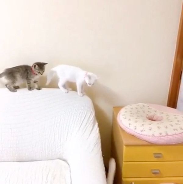 隙間に落ちる猫