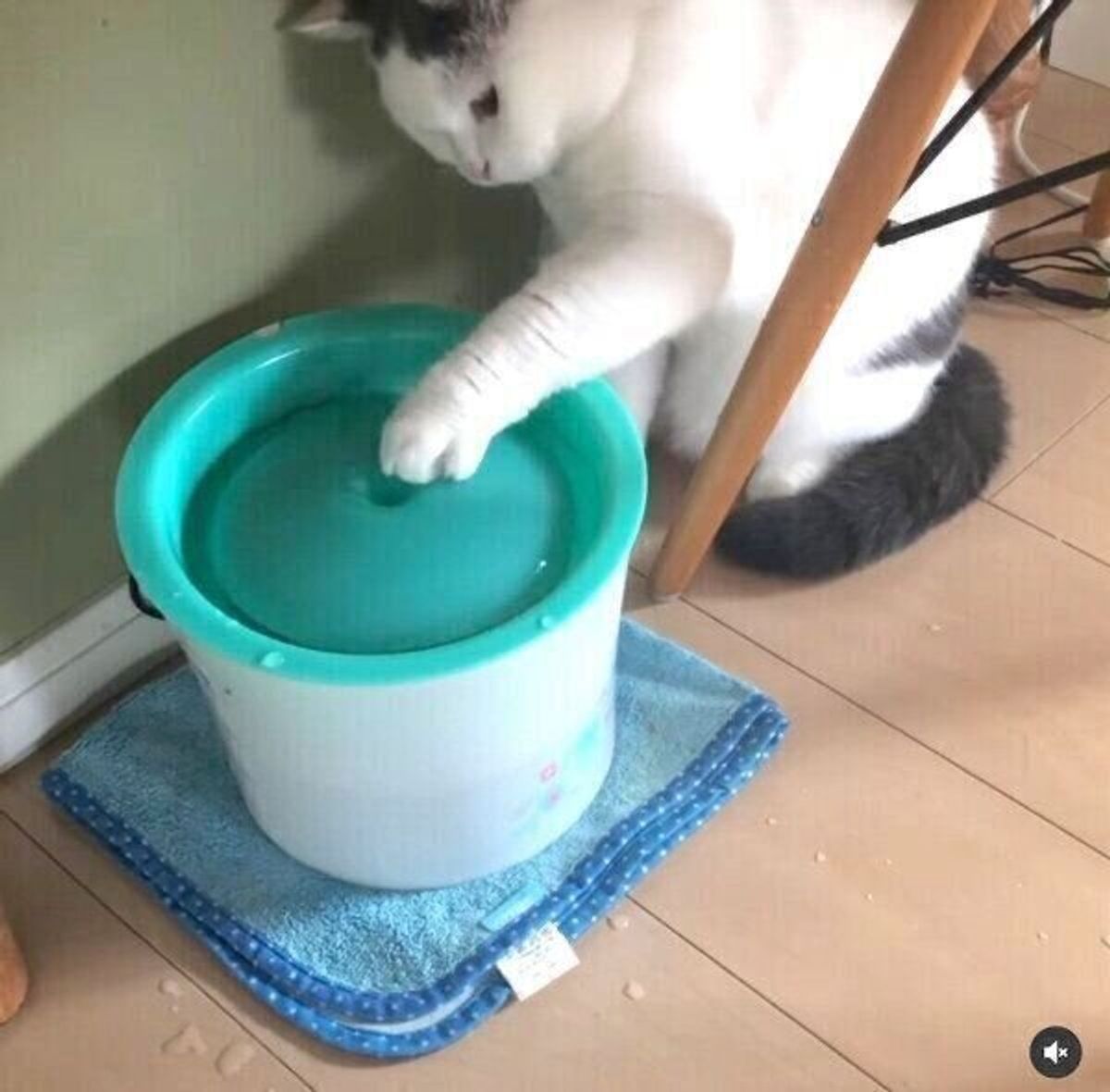 飼い主 大変迷惑しております 自動給水器でおもしろい遊び方を見つけた猫 ねこのきもちweb Magazine 飼い主 大変迷惑しております 自動給水器でおもしろい遊び方を見つけた猫 ねこのきもちweb Magazine