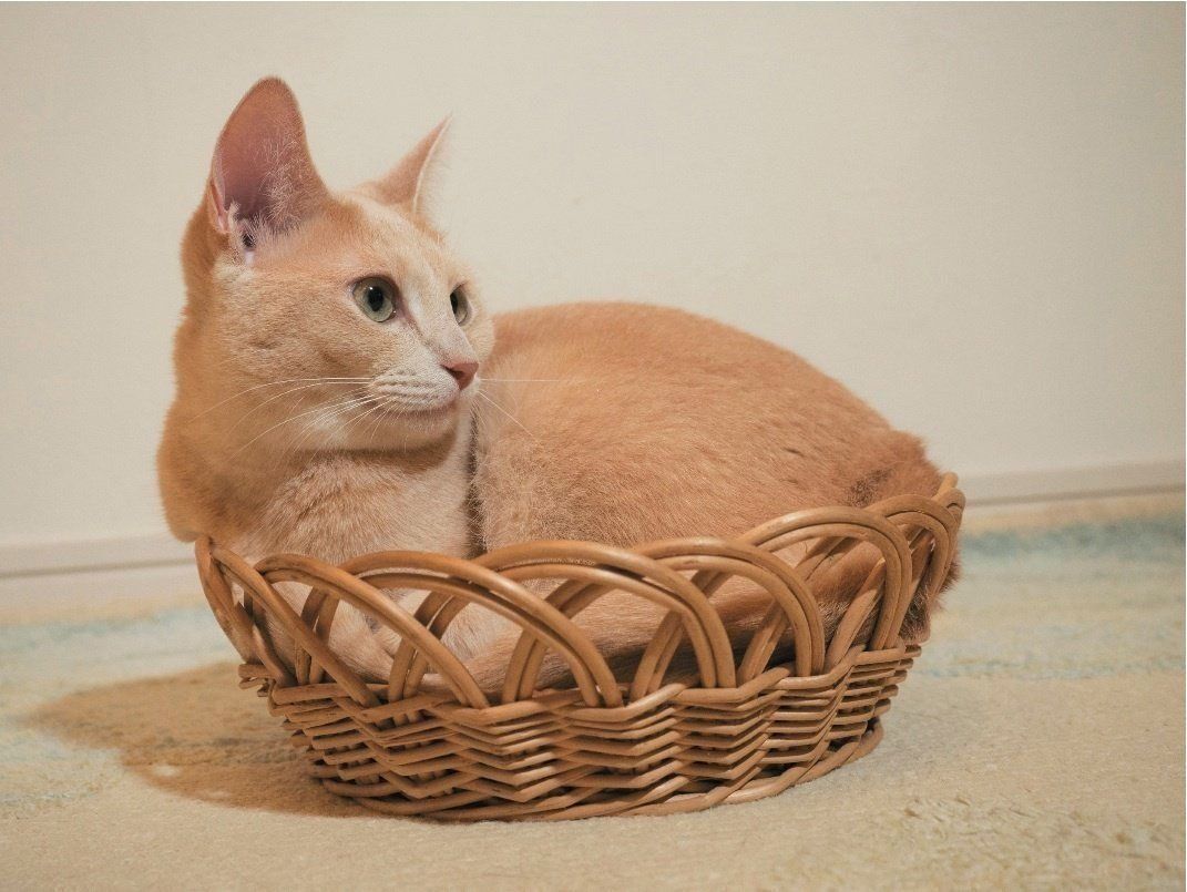 撮影／小森正孝