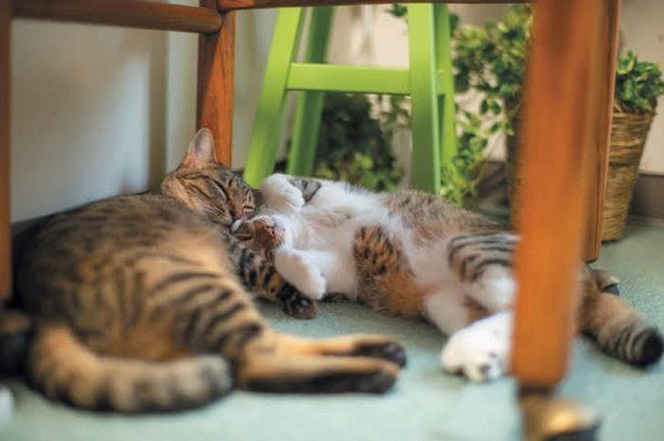 同居猫に身をゆだねる猫