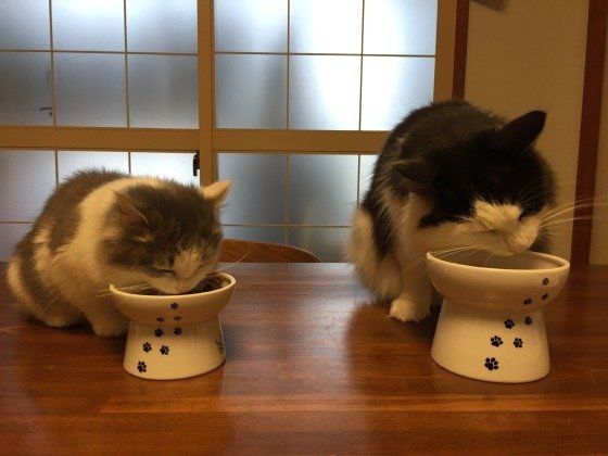 食事する2匹のノルウェージアンフォレストキャット