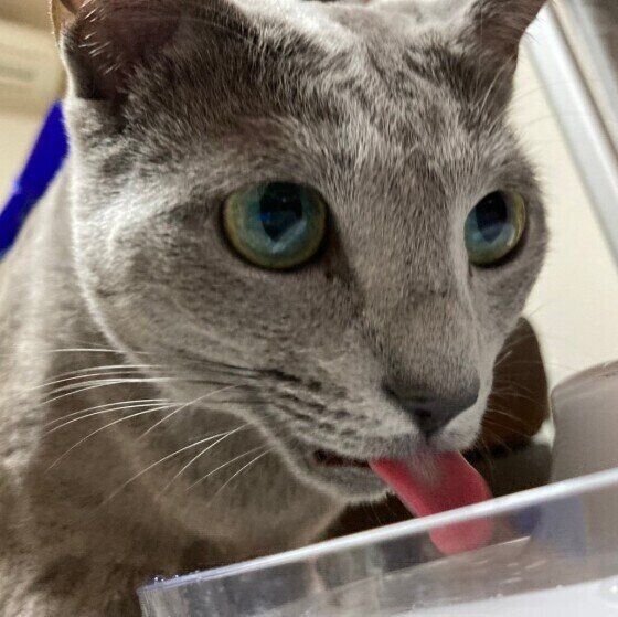 水を飲むロシアンブルー