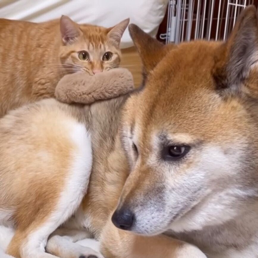 そっと取りに行くリクちゃん