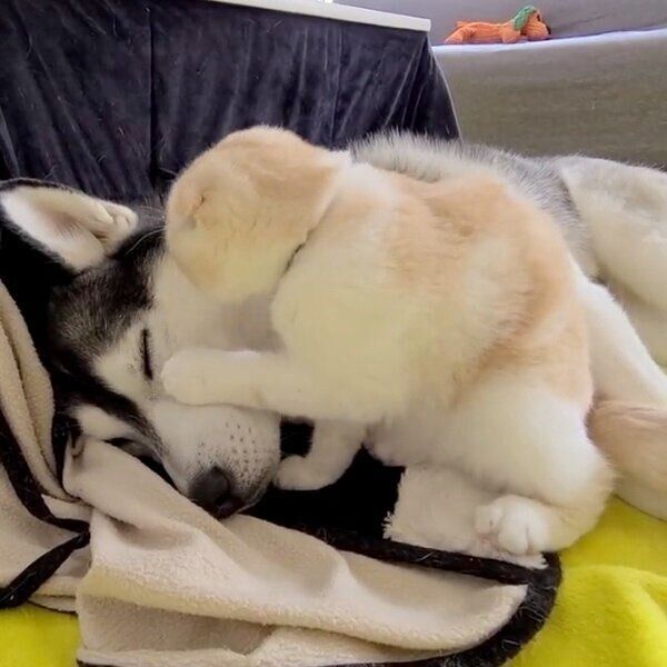 はっちゃんを起こすじゅんちゃん