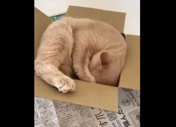 箱に収まろうとするぽてとくん