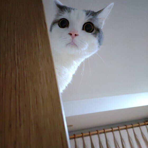 呼ばれて反応するスコティッシュフォールドのタルくん