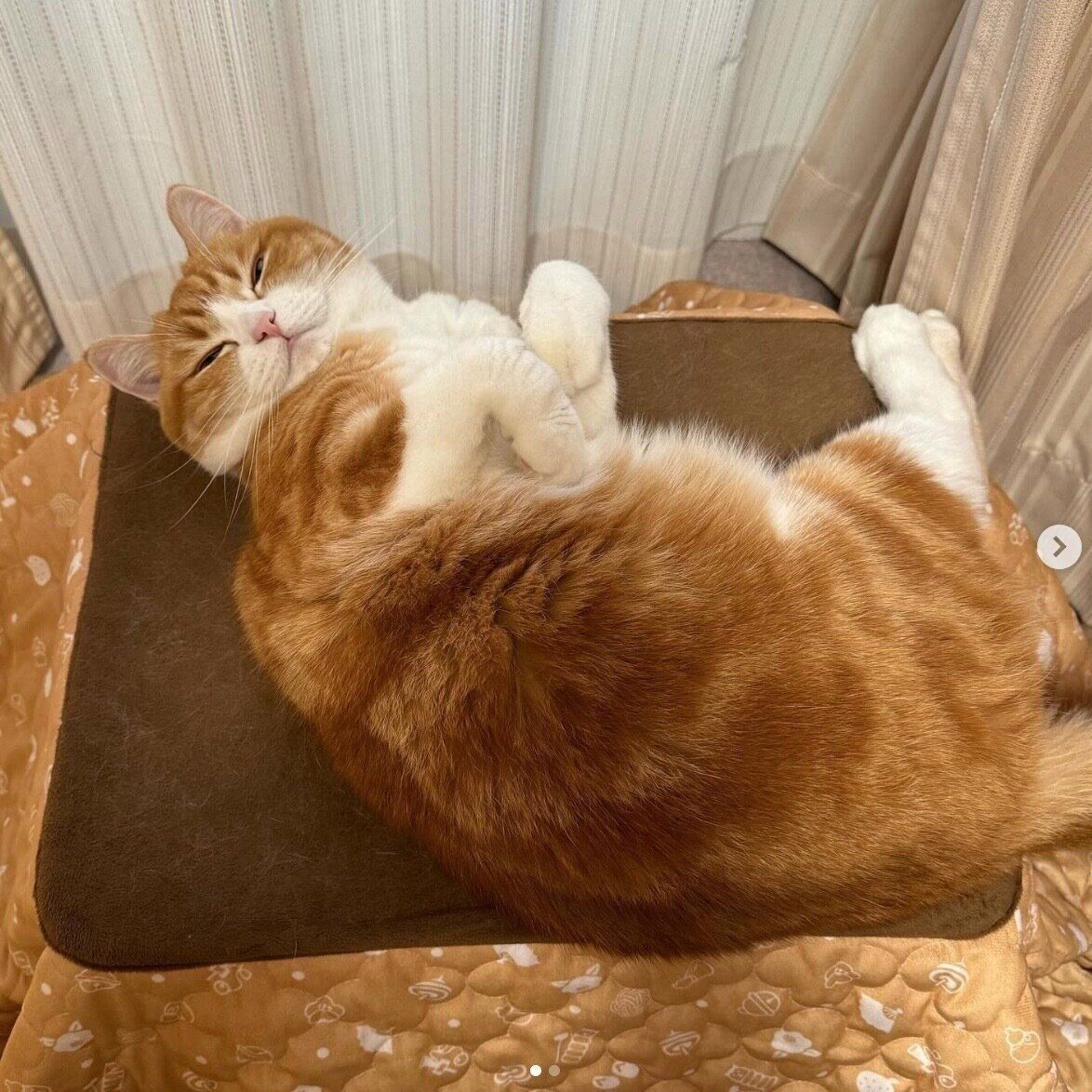 猫用こたつの上でくつろぐもんちゃん