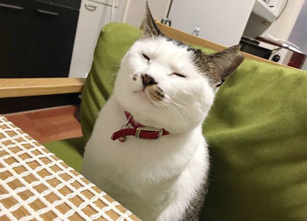 くんくんする猫