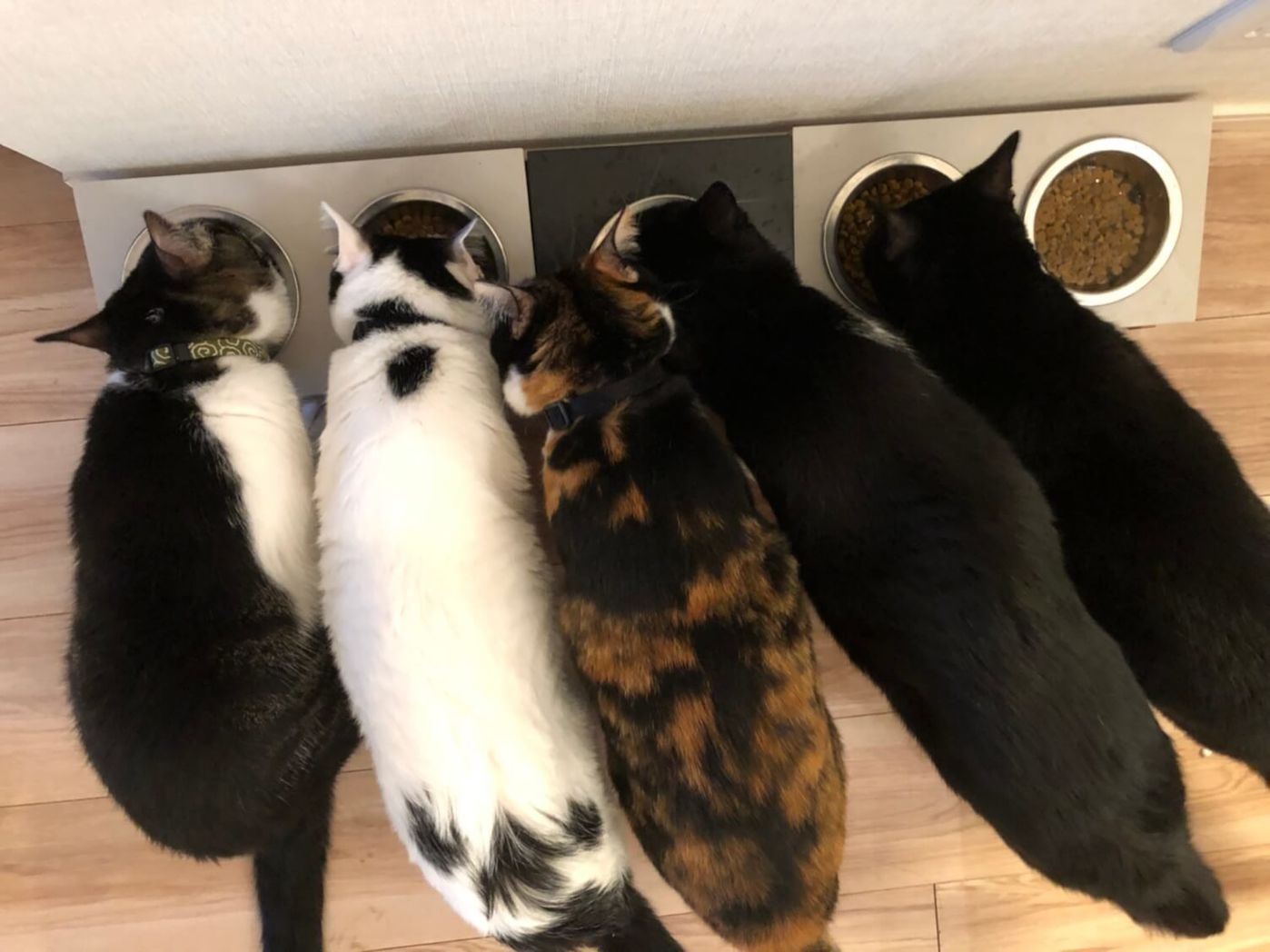 毎回毎回 我が家の猫のご飯の食べ方の癖がすごい リュックと愉快な仲間たち あ あと響介vol 66 ねこのきもちweb Magazine 毎回毎回 我が家の猫のご飯の食べ方の癖がすごい リュックと愉快な仲間たち あ あと響介vol 66 ねこのきもちweb Magazine