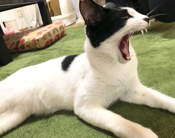 あくびをするオズくん