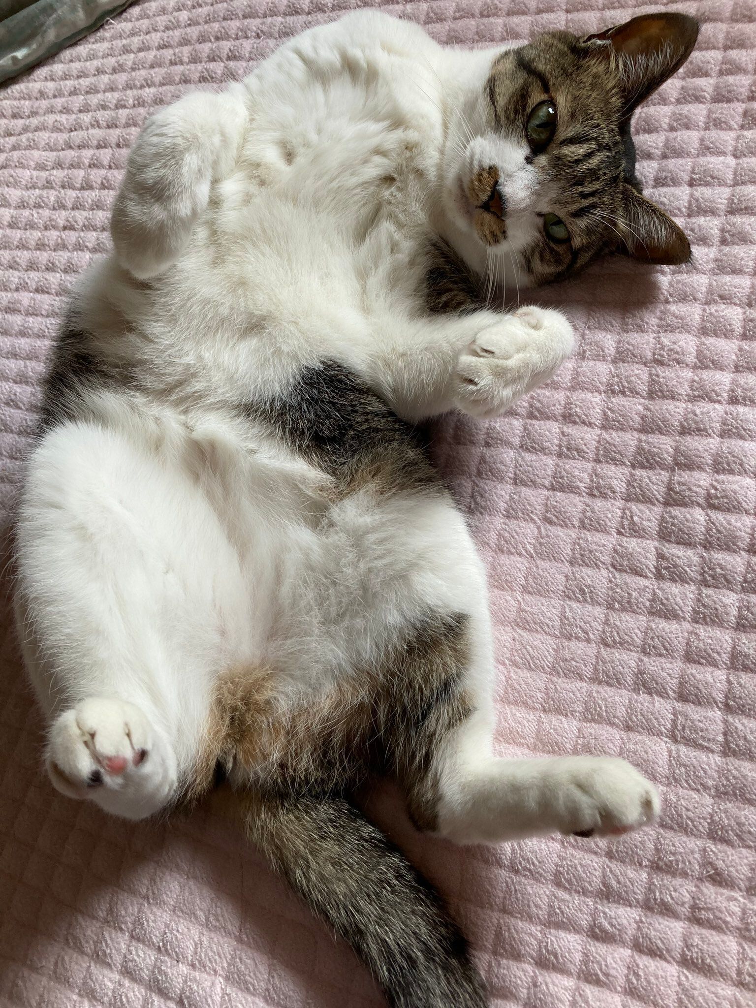 “ヘソ天”をしている猫