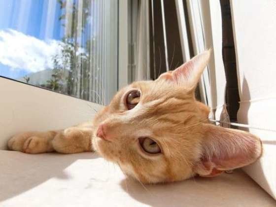 日向ぼっこするアメリカンショートヘア